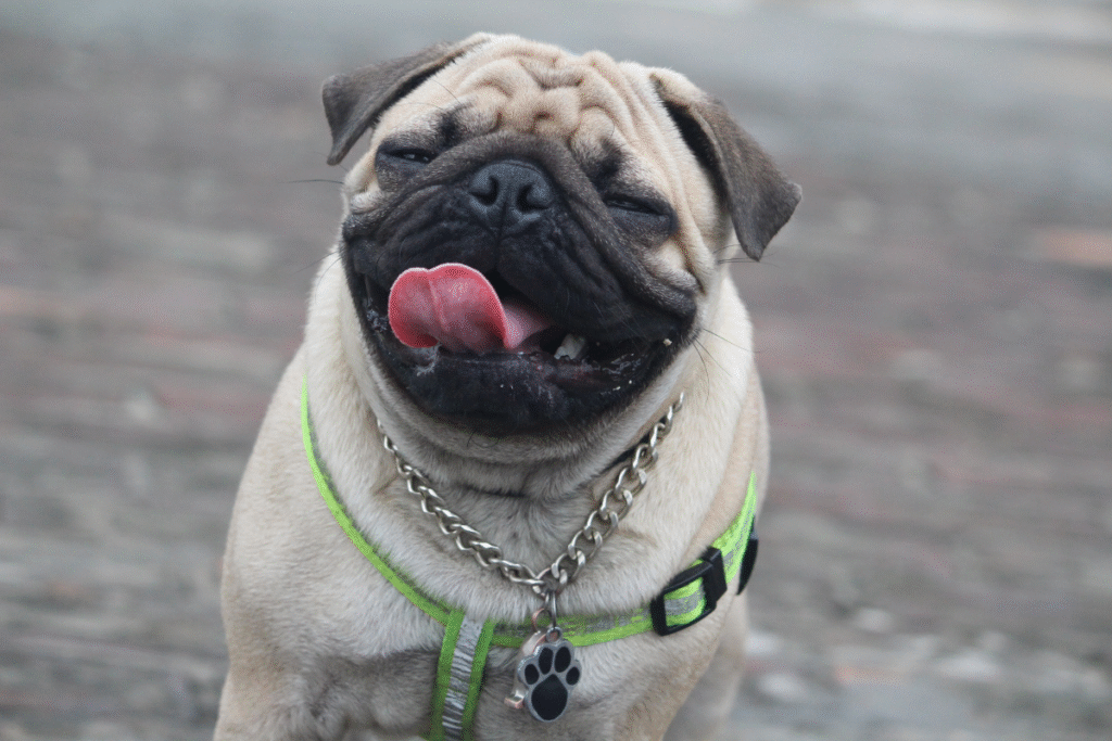 Como Encontrar Profissionais Qualificados Para Pet Love