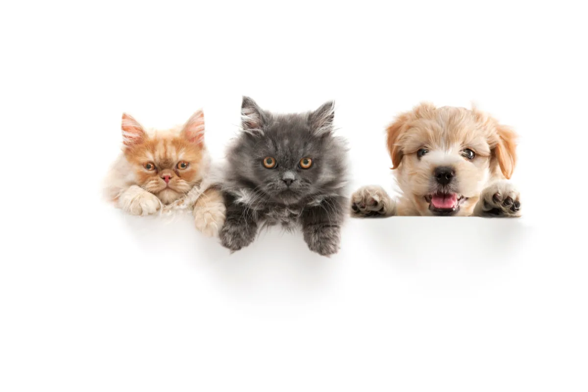 Por Que O Pet Love É Fundamental Para A Qualidade De Vida Dos Animais
