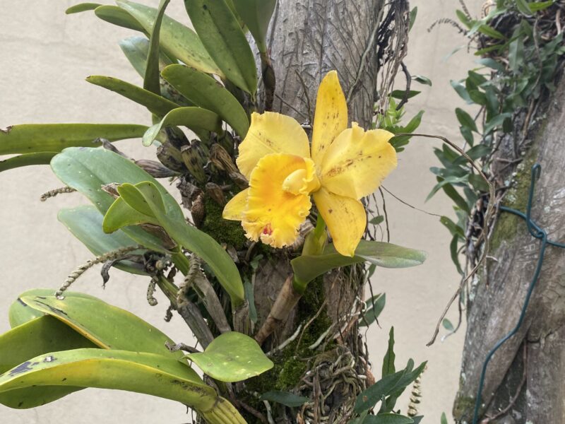 Limpeza de estofados em São Paulo