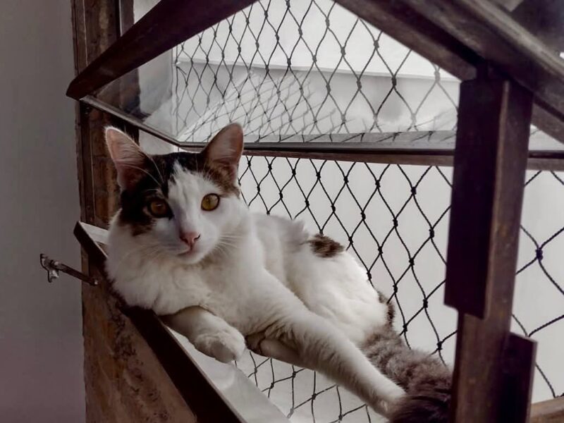 Telas para animais em São Paulo