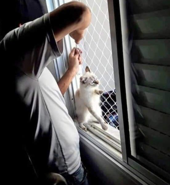 Redes para janelas em São Paulo