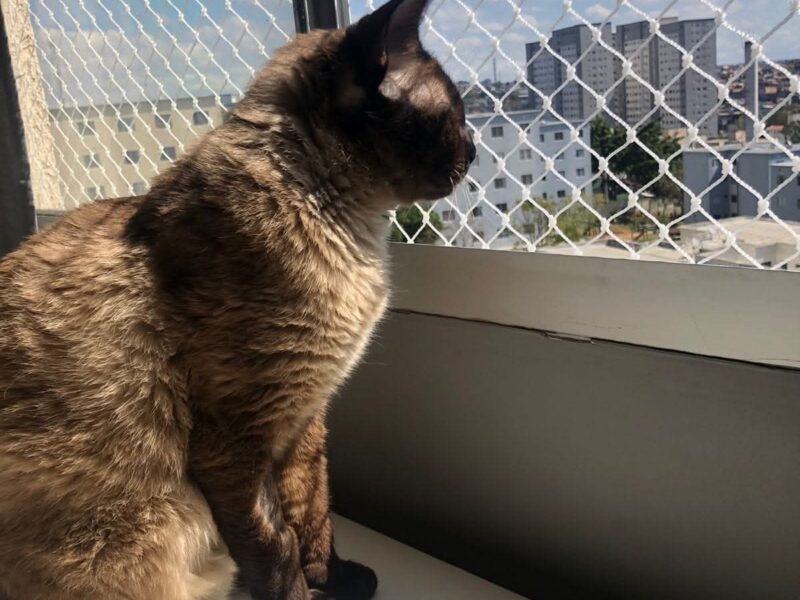 Redes para janelas em São Paulo