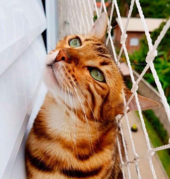 Redes para janelas em São Paulo