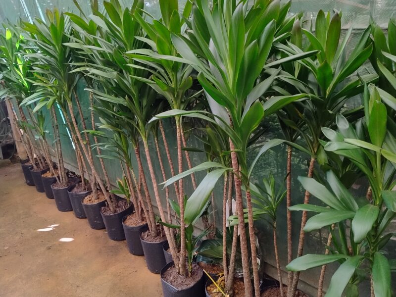 Manutenção de Jardins em Campinas