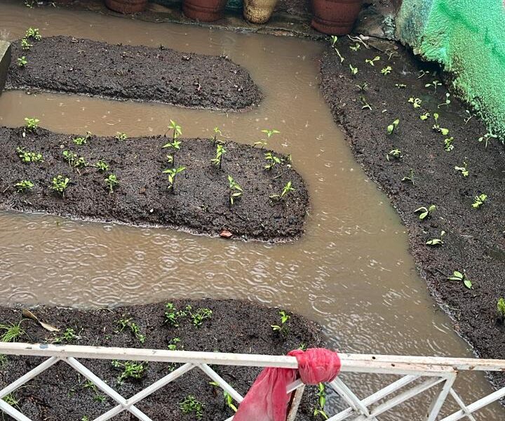 Manutenção de Jardins em Campinas