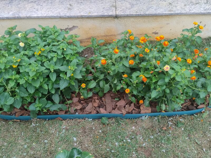 Manutenção de Jardins em Campinas
