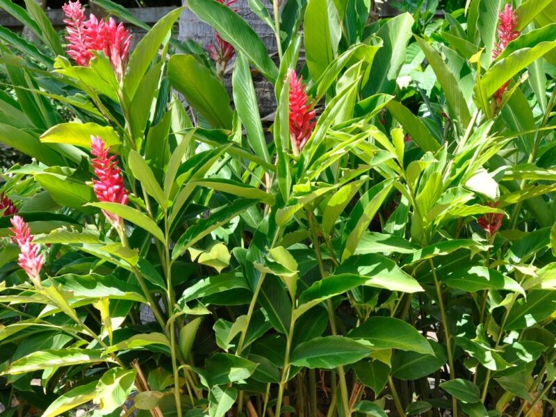 Manutenção de Jardins em Campinas
