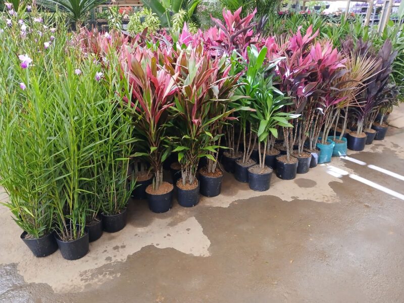 Manutenção de Jardins em Campinas